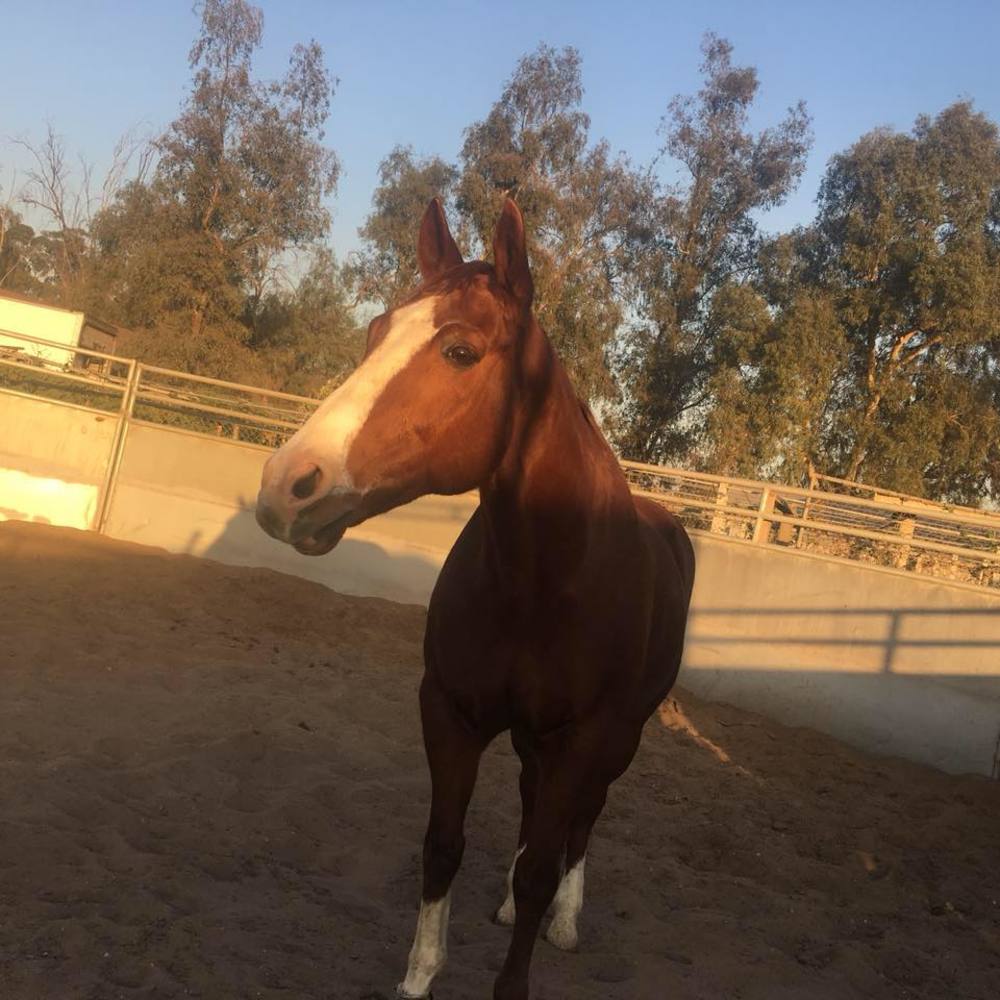 Meet your Posher, London